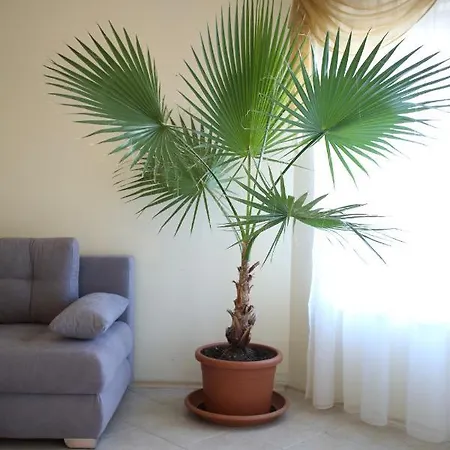 شقة فندقية Livia Boutique 4*