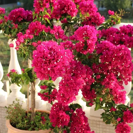 Livia Boutique Апарт-отель Равда