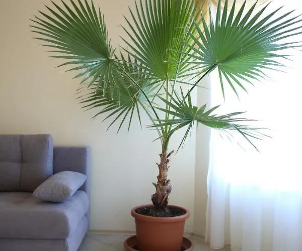 Апартхотел Livia Boutique 4*