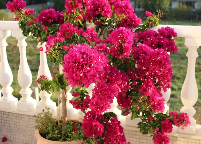 Livia Boutique Апартхотел Равда